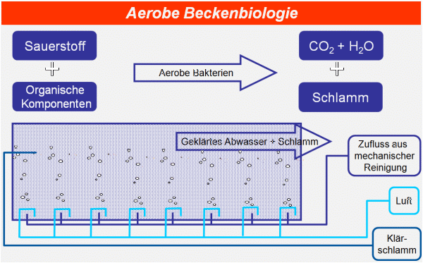 Aerobe-Beckenbiologie