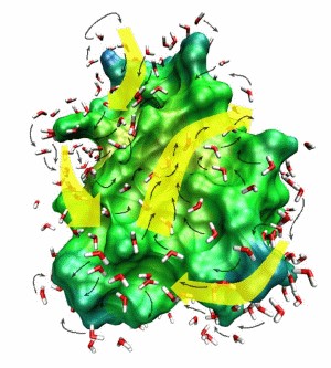 Wassermolekle tanzen um ein Protein