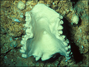 Deep-sea sponge; Neopeltidae