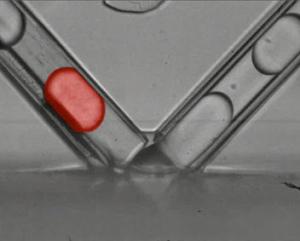 Video showing flow of droplets in the chemistrode