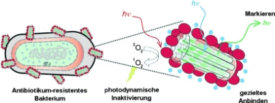 Photoaktive hybride Nanomaterialien gegen Antibiotika-resistente Bakterien