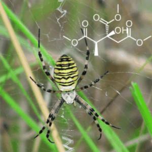 Wespenspinne sucht Partner mit Methylcitronensuretrimethylester