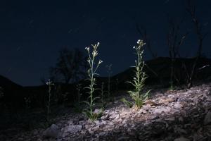Der Wilde Tabak (Nicotiana attenuata) blht Nachts 