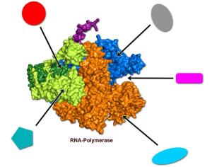 RNA-Polymerase