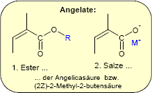 Angelate Angelate