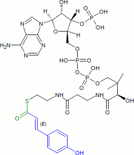 Cumaroyl-CoA