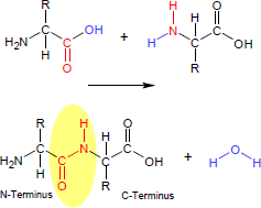 Peptid-Bindung