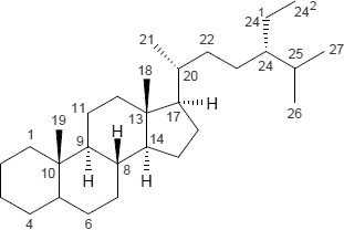 Poriferastan