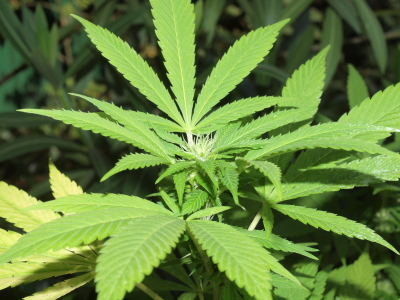 Cannabis-Pflanze Cannabis-Pflanze