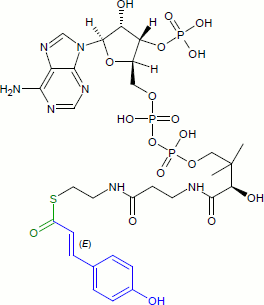 Coumaroyl-CoA
