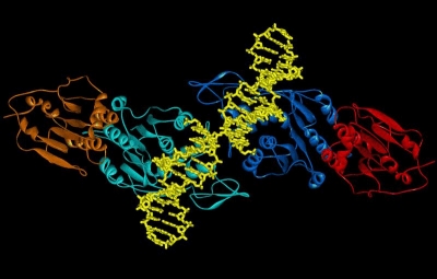 Doppelpack-Methyltransferase