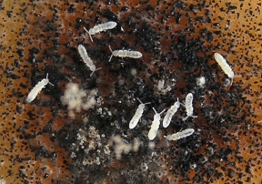 Springschwänze und Schimmelpilze