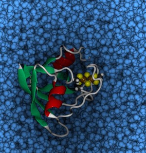 Das Anabaena Ferredoxin Protein mit dem [2Fe-2S] Eisen-Schwefel Cluster