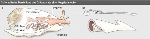 Giftapparat einer Kegelschnecke