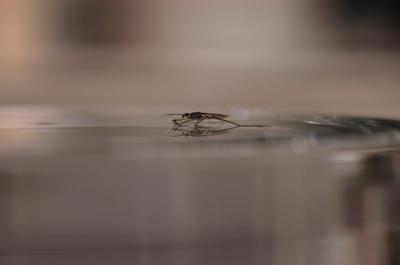 Water Strider