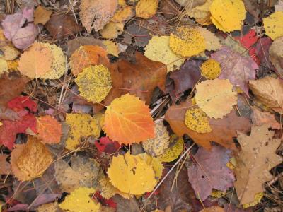 Leaf litter