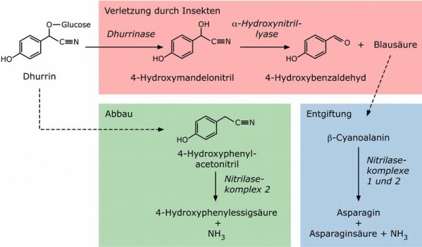 Abbau cyanogener Glycoside