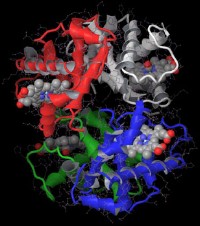 Molecular structure of hemoglobin