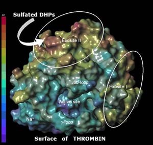 Surface of Thrombin