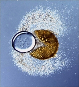 Geöffnete Spore eines arbuskulären Mykorrhizapilzes mit freigesetztem Lipidtropfen