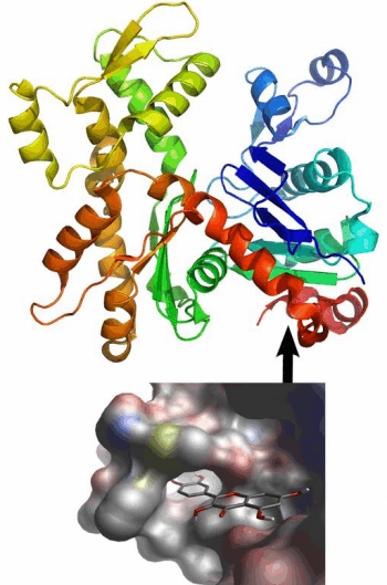 Actin Structure