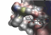 Binding site for flavonoids