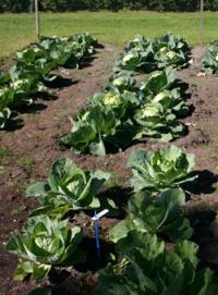 These cabbage plants were fertilized using human urine