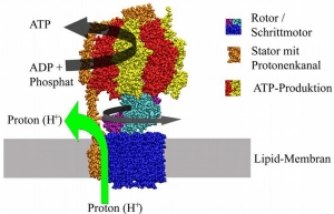 Nanomotor