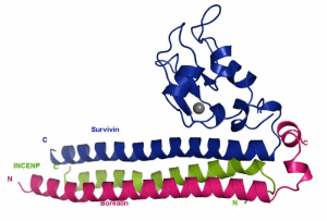 Chromosomaler Passenger Complex