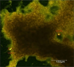 U(V) und U(VI) in einem Biofilm.