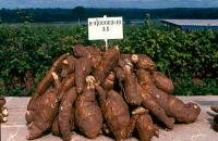 Cassava