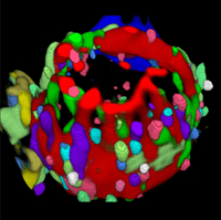 Toponome colocalization map of a CD4 T-lymphocyte ...