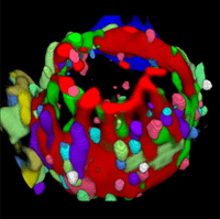 Toponome colocalization map of a CD4 T-lymphocyte