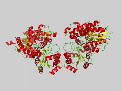 Crystal structure for UGT