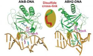 Image courtesy of Chuan He, University of Chicago