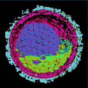 3D-Struktur des Herpes-Virus