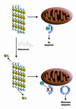 Mebendazole's mechanism of action in melanoma