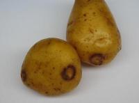 Necrotic ringspots on a potato tuber