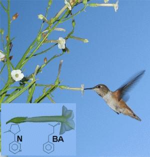 Der Kolibri Selasphorus rufus saugt an einer Blte des Wilden Tabaks
