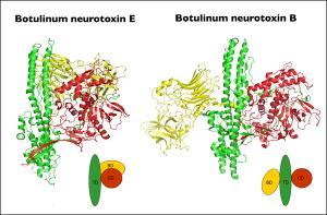 Botulinum neruotoxin subtypes E and B