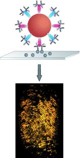 Fluorescent fingerprint