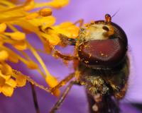 Marmelade Fly