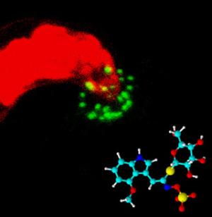 Pflanzen mobilisieren Senflglycoside als natrliches Breitband-Fungizid gegen Pilzerreger.