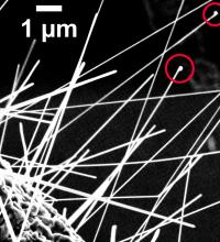 Copper droplets at the tip of some nanowires