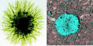 Physcomitrella moss gametophyte