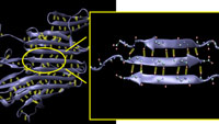 Structure of a beta-sheet protein, Z1-Z2 telethonin complex