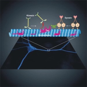 Differential regulation of dynein and kinesin motor proteins