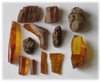 Amber fossils