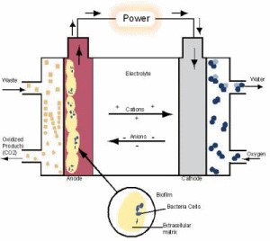 Bacteria electricity