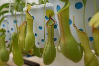 Carnivorous pitcher plant